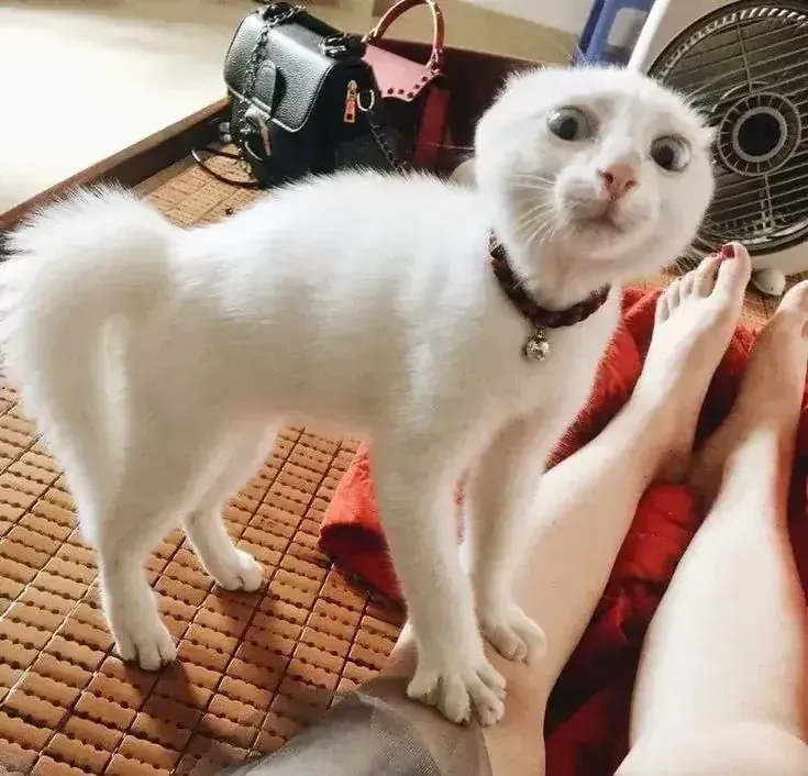 50+ ảnh con mèo meme hài hước nhất mạng xã hội · ảnh 1