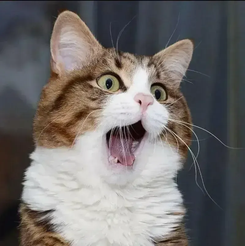 50+ ảnh con mèo meme hài hước nhất mạng xã hội · ảnh 2