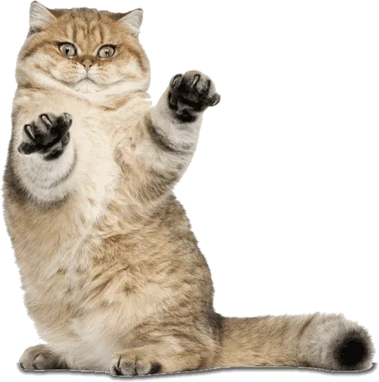 50+ ảnh con mèo meme hài hước nhất mạng xã hội · ảnh 3