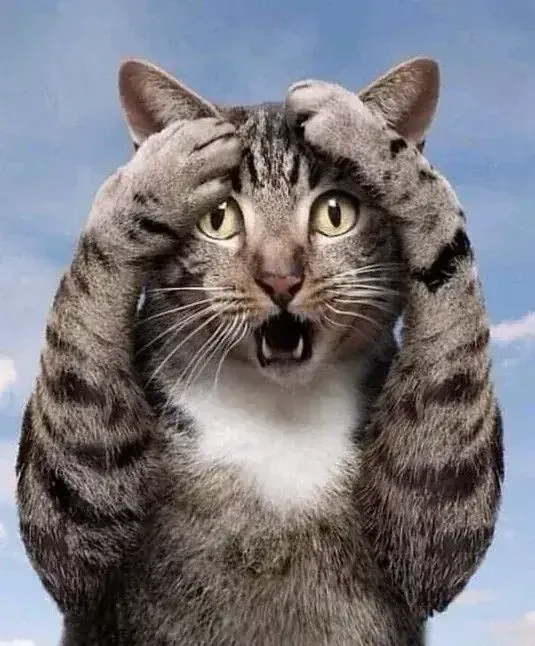 50+ ảnh con mèo meme hài hước nhất mạng xã hội