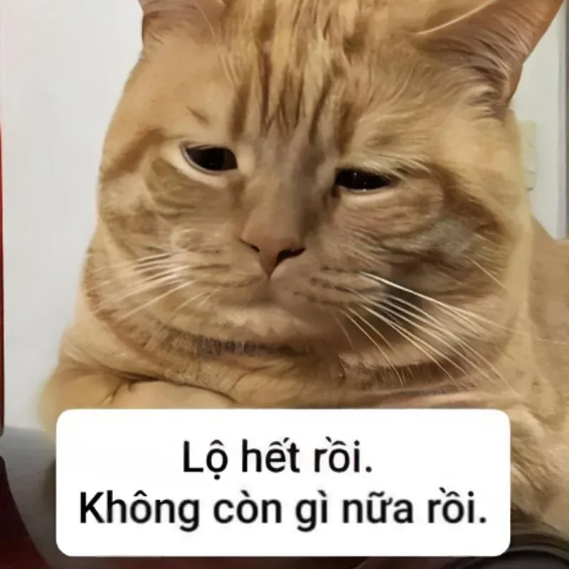 Meme hết tiền: Tuyển tập 100+ ảnh hài hước nhất · ảnh 3
