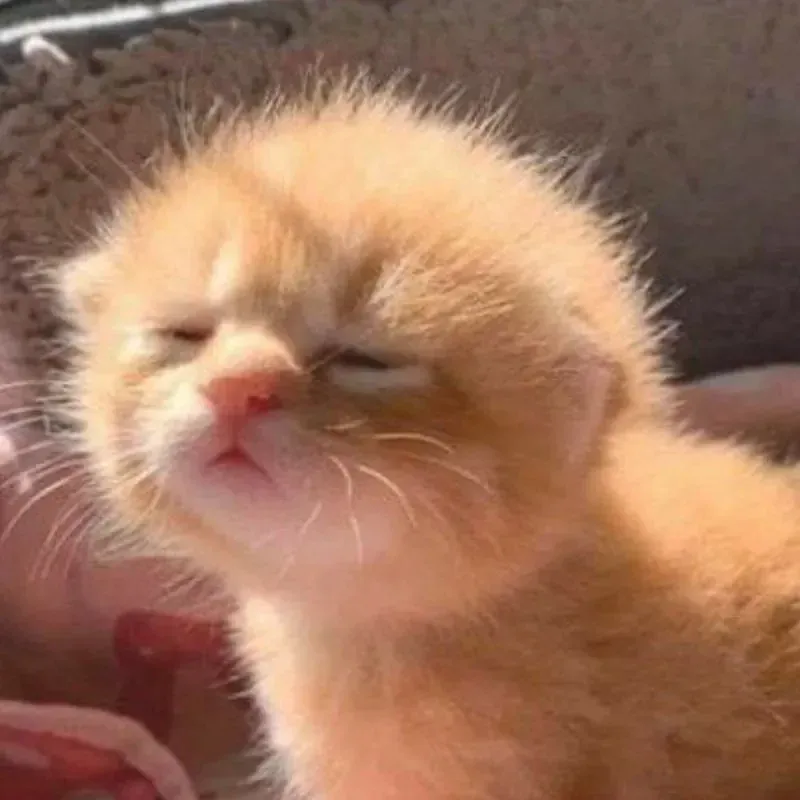 Tuyển tập 100+ ảnh chế mèo meme hài hước nhất mạng xã hội · ảnh 3